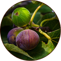 Fig